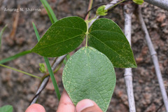 Rhynchosia rufescens